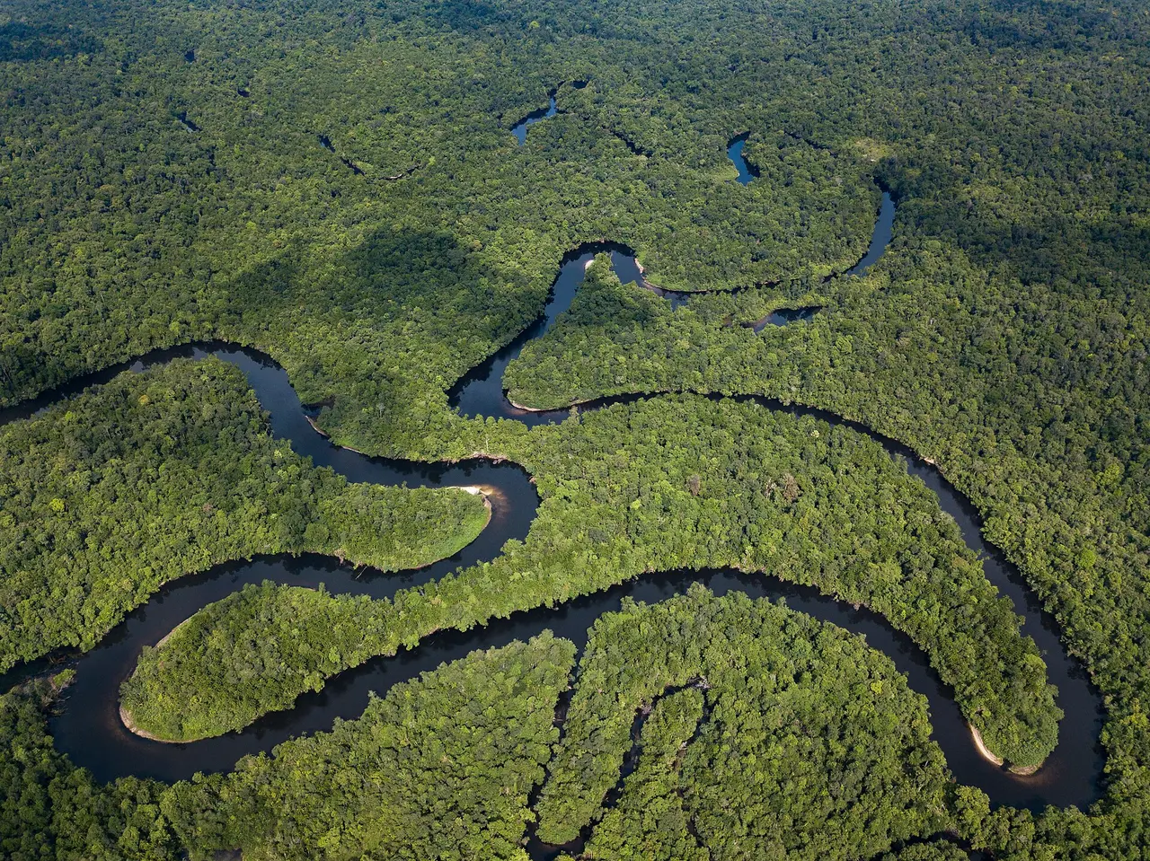 A winding river and its side channels seen from above, surrounded by dense forest canopy