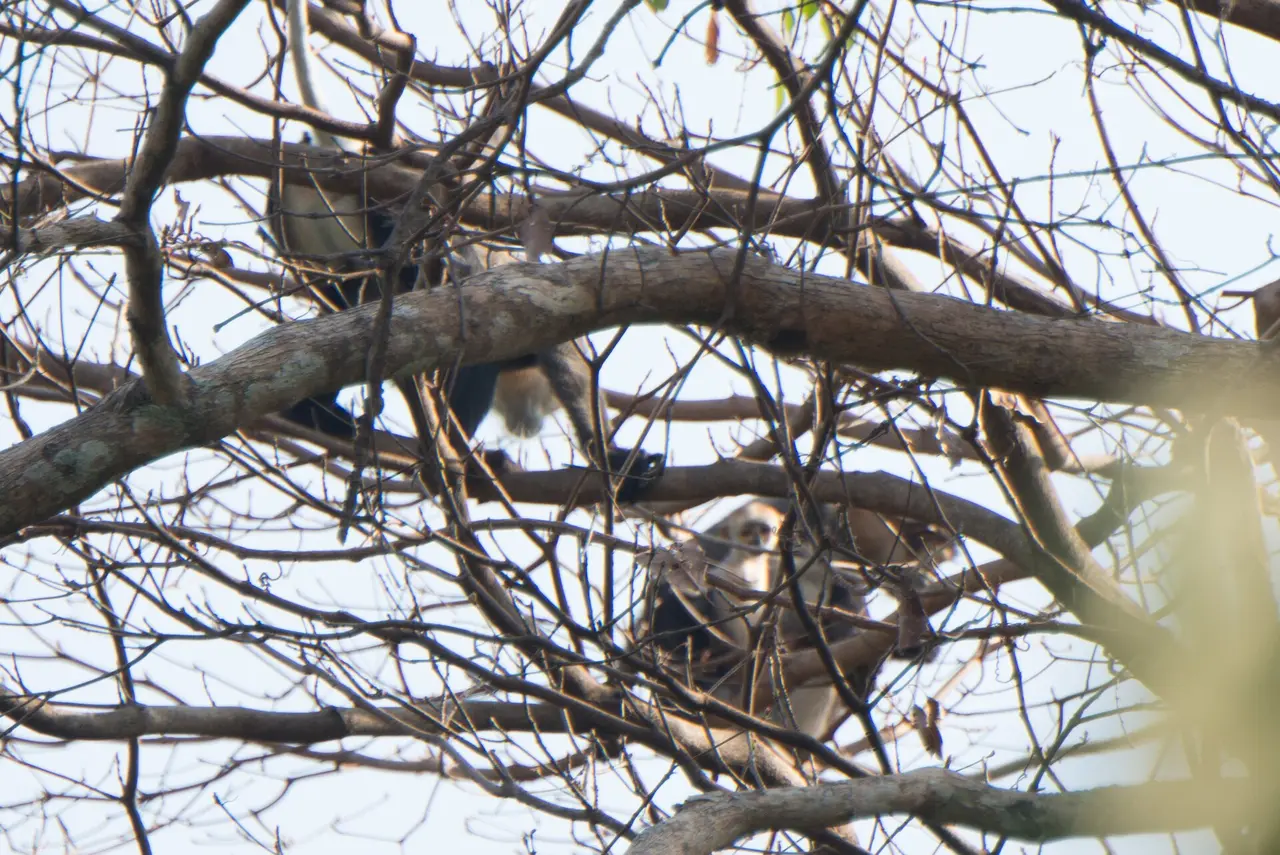 Two grey and white douc langurs resting on bare branches