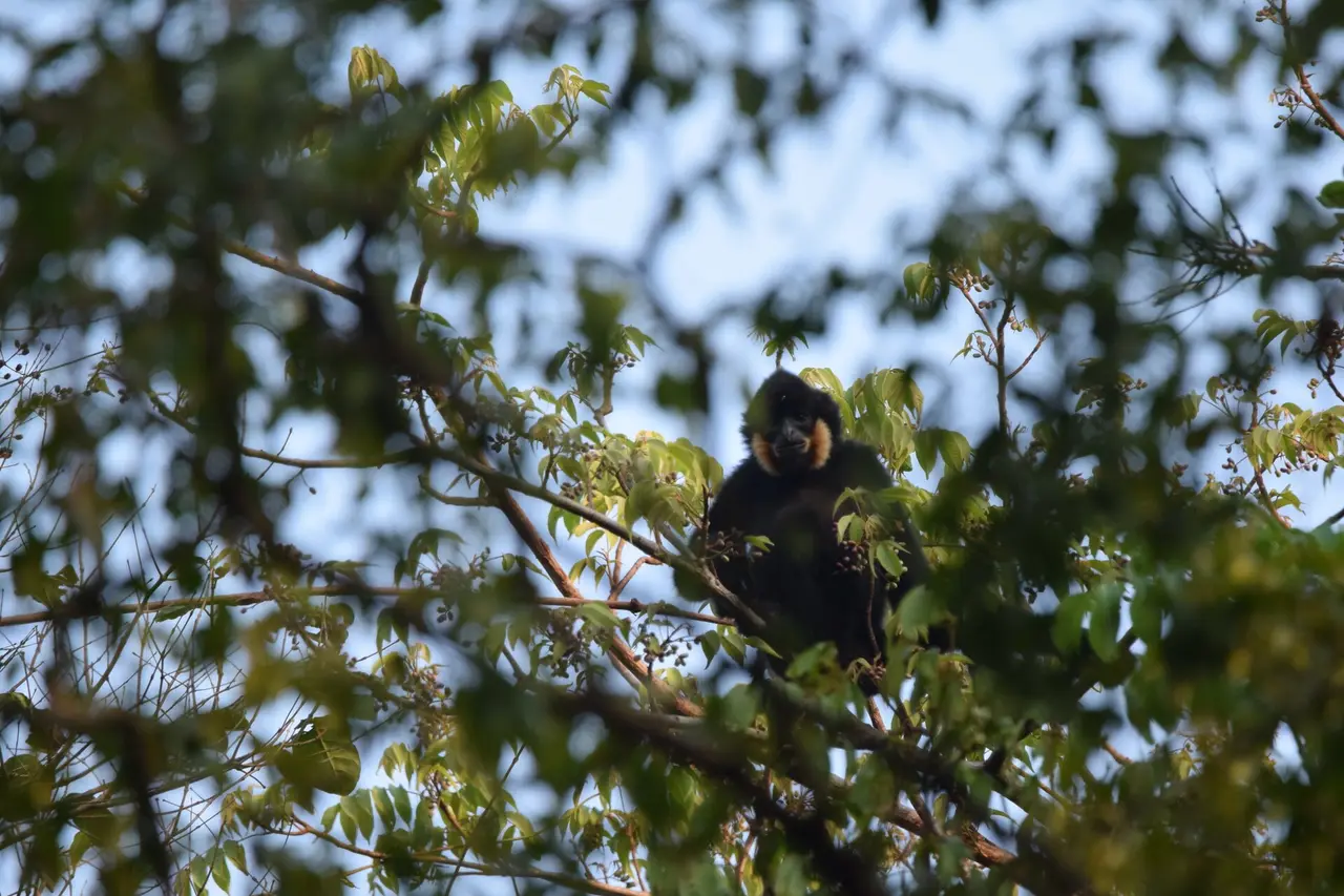 A dark gibbon sitting high in a leafy tree canopy, seen from below