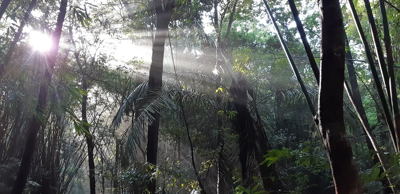 Sunlight filtering through tall trees and bamboo in a misty forest