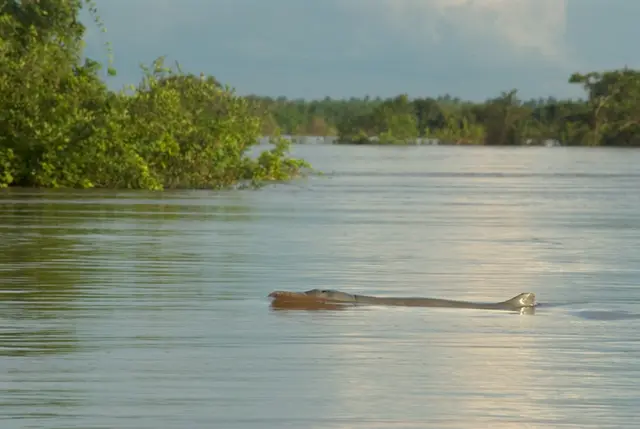 The rounded grey back and head of an Irrawaddy dolphin breaking the surface of a brown river