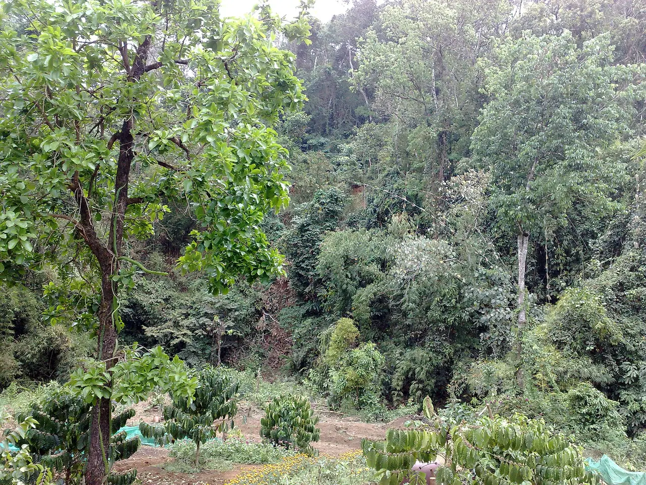 Dense dry-season forest of mixed trees on a slope