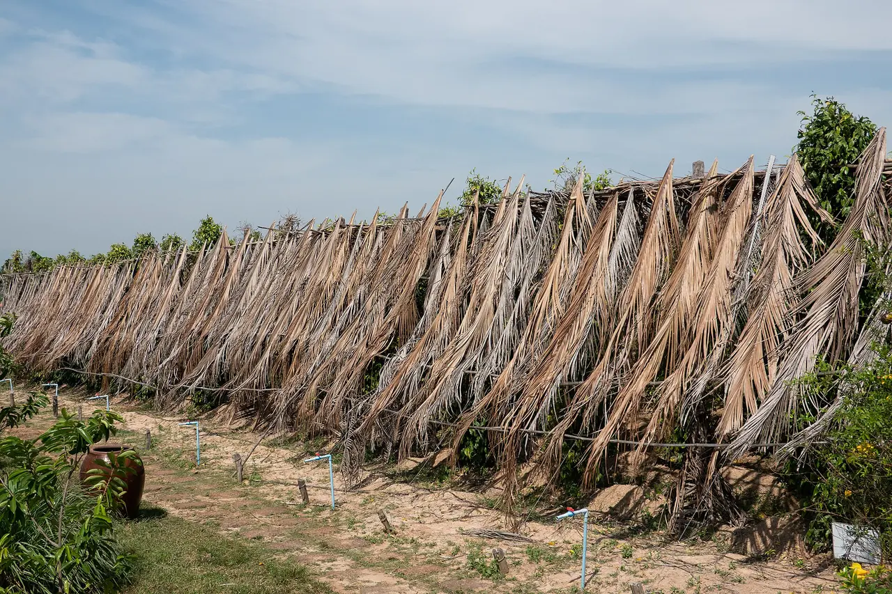 A long row of pepper vines shaded by a fence of dried palm fronds